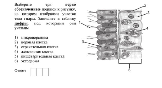 Kraken через tor kraken ssylka onion com