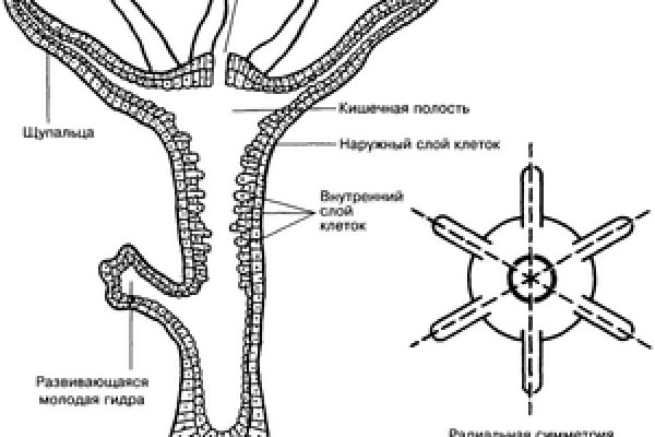 Кракен правильная